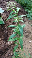 Persicaria lapathifolia