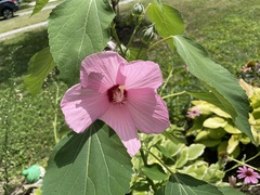 Hibiscus moscheutos