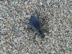 Tentyria mucronata