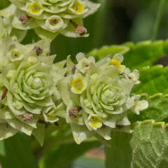 Lippia umbellata