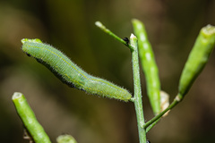 Pieris rapae