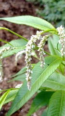 Persicaria lapathifolia