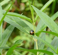 Labidomera clivicollis