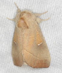 Nadata