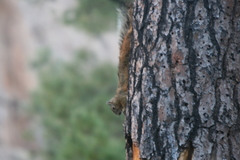 Sciurus nayaritensis
