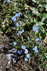 Myosotis