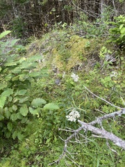 Anaphalis margaritacea