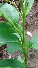 Persicaria lapathifolia
