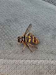 Milesia virginiensis