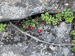 Vaccinium vitis-idaea