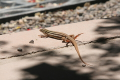 Aspidoscelis uniparens