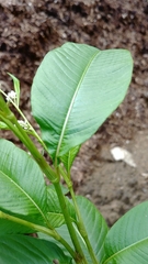 Persicaria lapathifolia