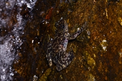 Amolops hongkongensis