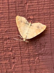 Mellilla xanthometata