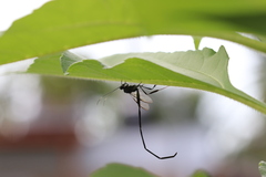 Pelecinus polyturator