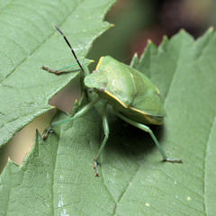 Chlorochroa