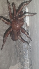 Myrmekiaphila comstocki