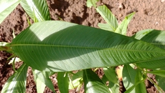 Persicaria lapathifolia