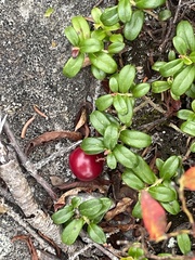 Vaccinium vitis-idaea