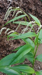 Persicaria lapathifolia