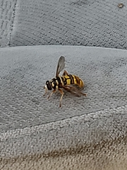 Milesia virginiensis