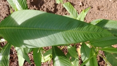 Persicaria lapathifolia