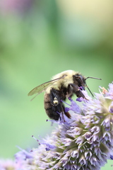 Bombus impatiens