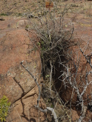 Pseudabutilon virgatum