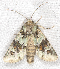 Lacinipolia strigicollis