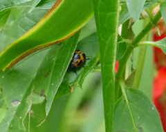 Labidomera clivicollis