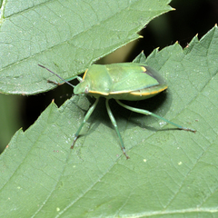 Chlorochroa
