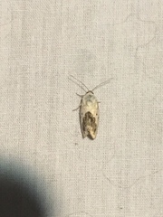 Ponometia erastrioides