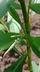 Persicaria lapathifolia