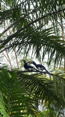 Anthracoceros albirostris