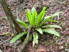 Asplenium australasicum