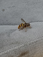 Milesia virginiensis