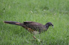 Ortalis poliocephala