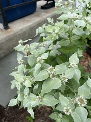 Pycnanthemum muticum