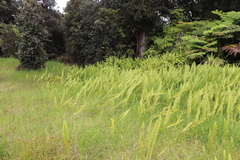 Nephrolepis cordifolia