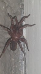 Myrmekiaphila comstocki