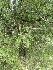 Dacrycarpus dacrydioides