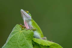 Anolis carolinensis