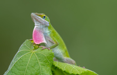 Anolis carolinensis