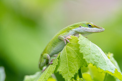 Anolis carolinensis
