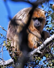 Alouatta caraya