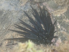 Echinometra vanbrunti