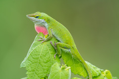 Anolis carolinensis