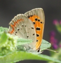 Lycaena phlaeas