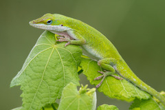 Anolis carolinensis