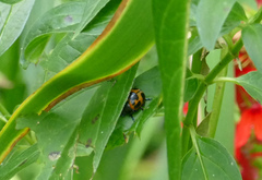 Labidomera clivicollis